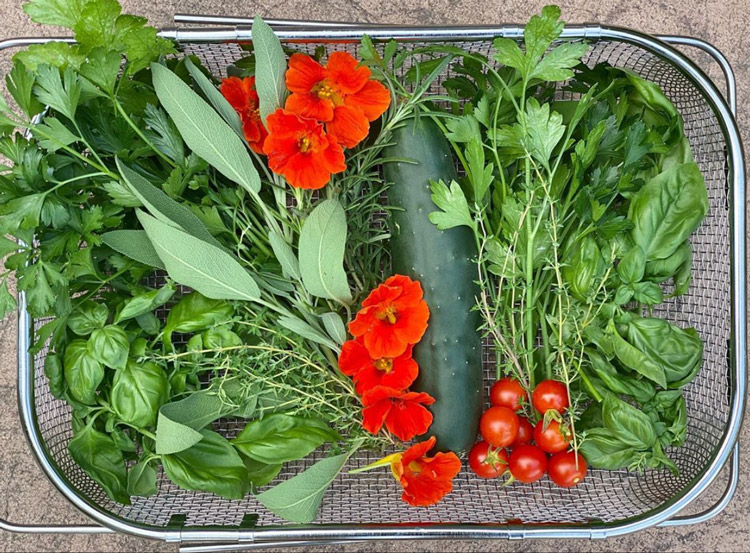 Harvest basket of herbs