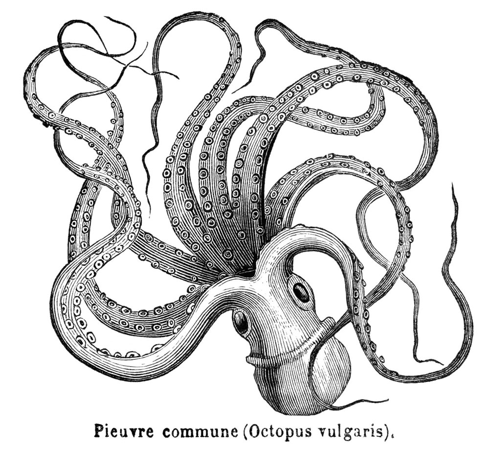 Octopus