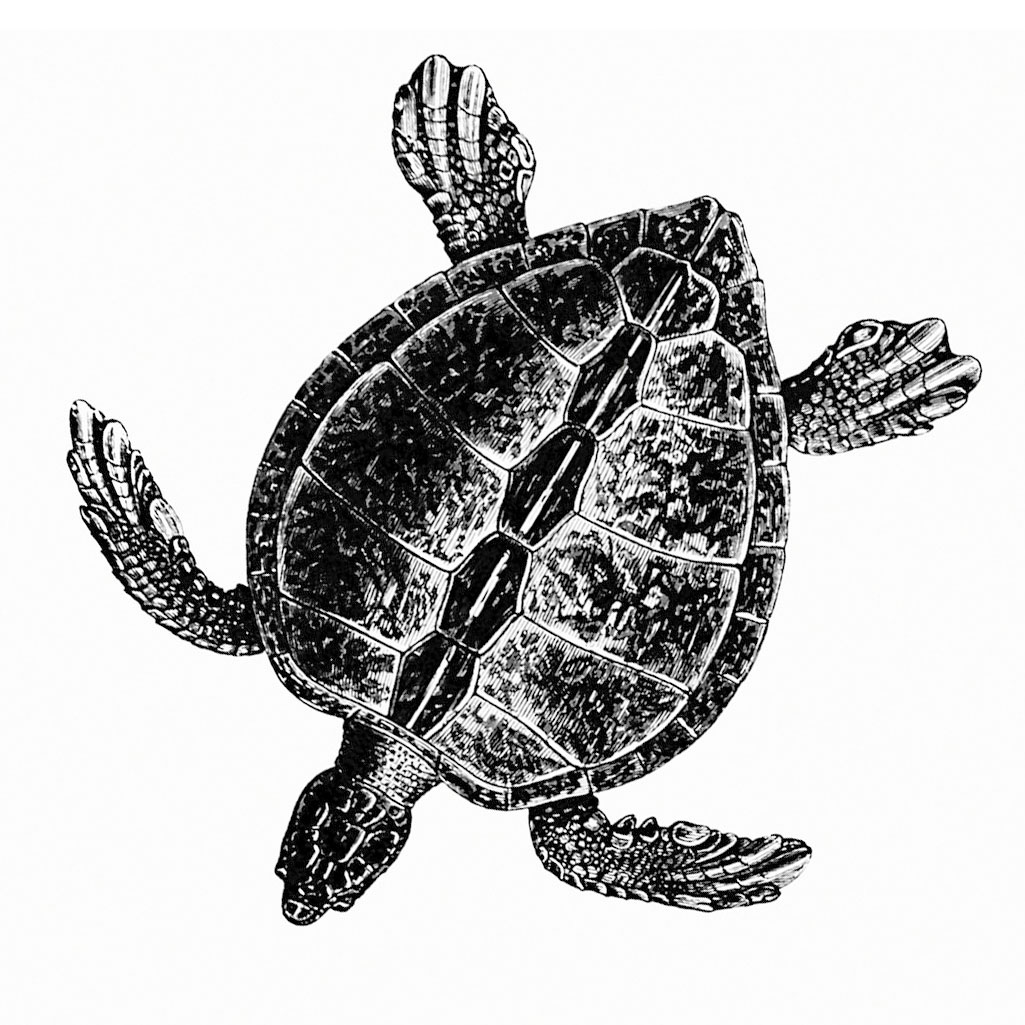 Turtle